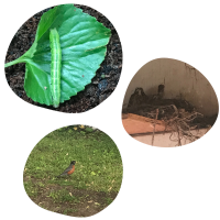photo submissions of a caterpillar, nest, and robin