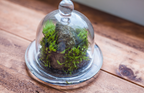 Small terrarium