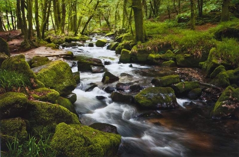 A clear forest brook running over mossy rocks