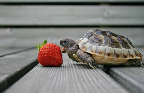 Turtle on wooden deck with mouth opened trying to eat a red strawberry