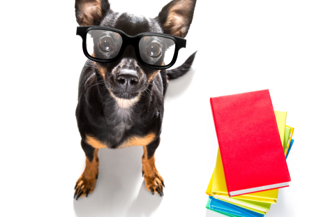 Small black and brown dog wearing glasses looking up, standing next to a pile of books