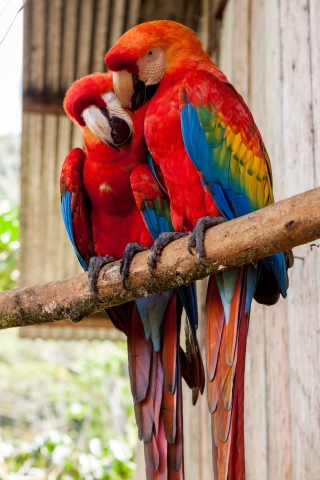 Parrots