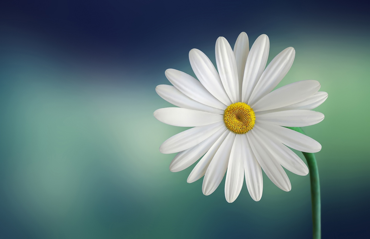 Daisy flower