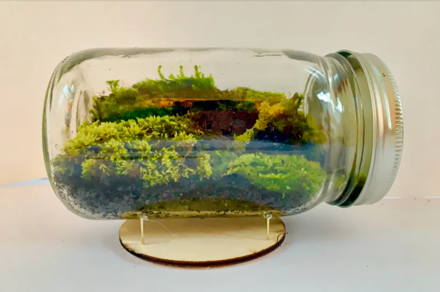 terrarium