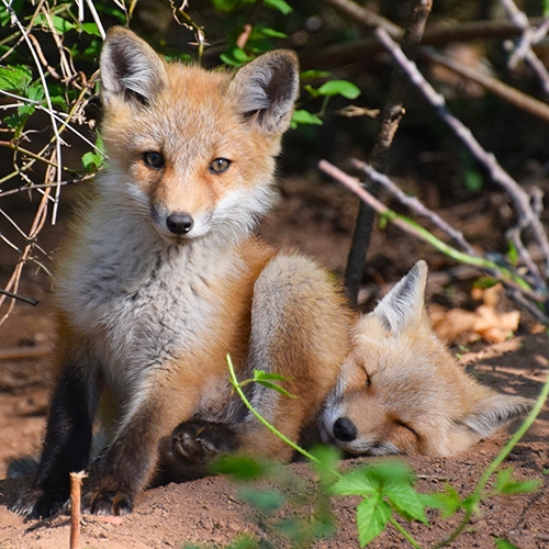 foxes