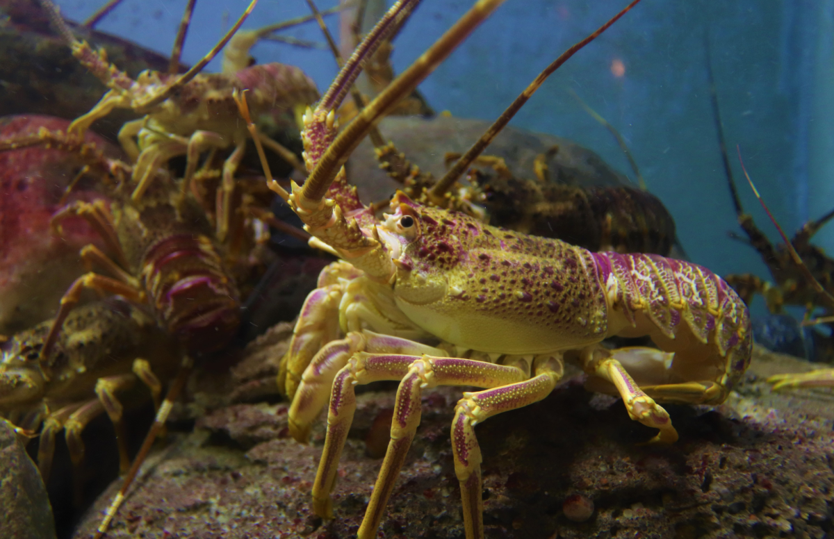 Shell fish on the ocean floor