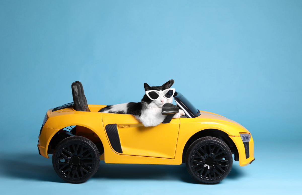 Cool cat wearing sun glasses sitting in a yellow toy car